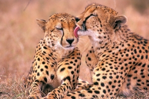 South African Cheetahs7990418661 300x200 - South African Cheetahs - South, Havanese, Cheetahs, African